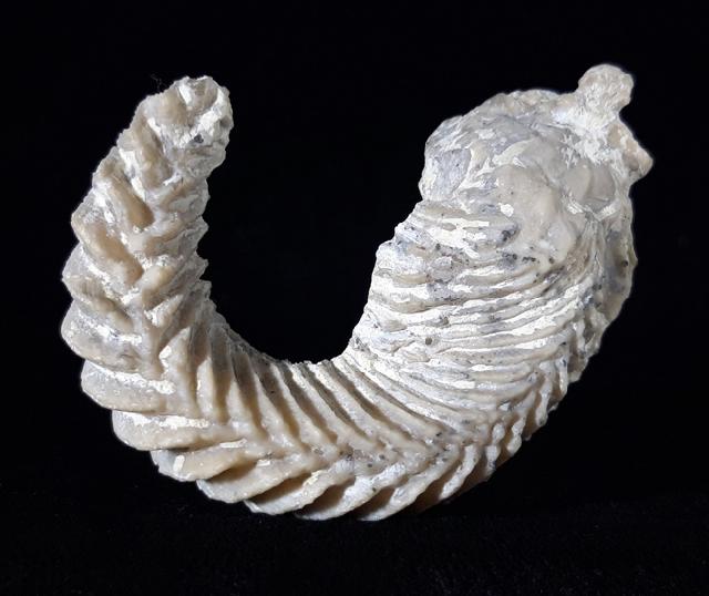 Agerostrea ungulata (SCHLOTHEIM 1813) - Bild © FossNet FossilienStore